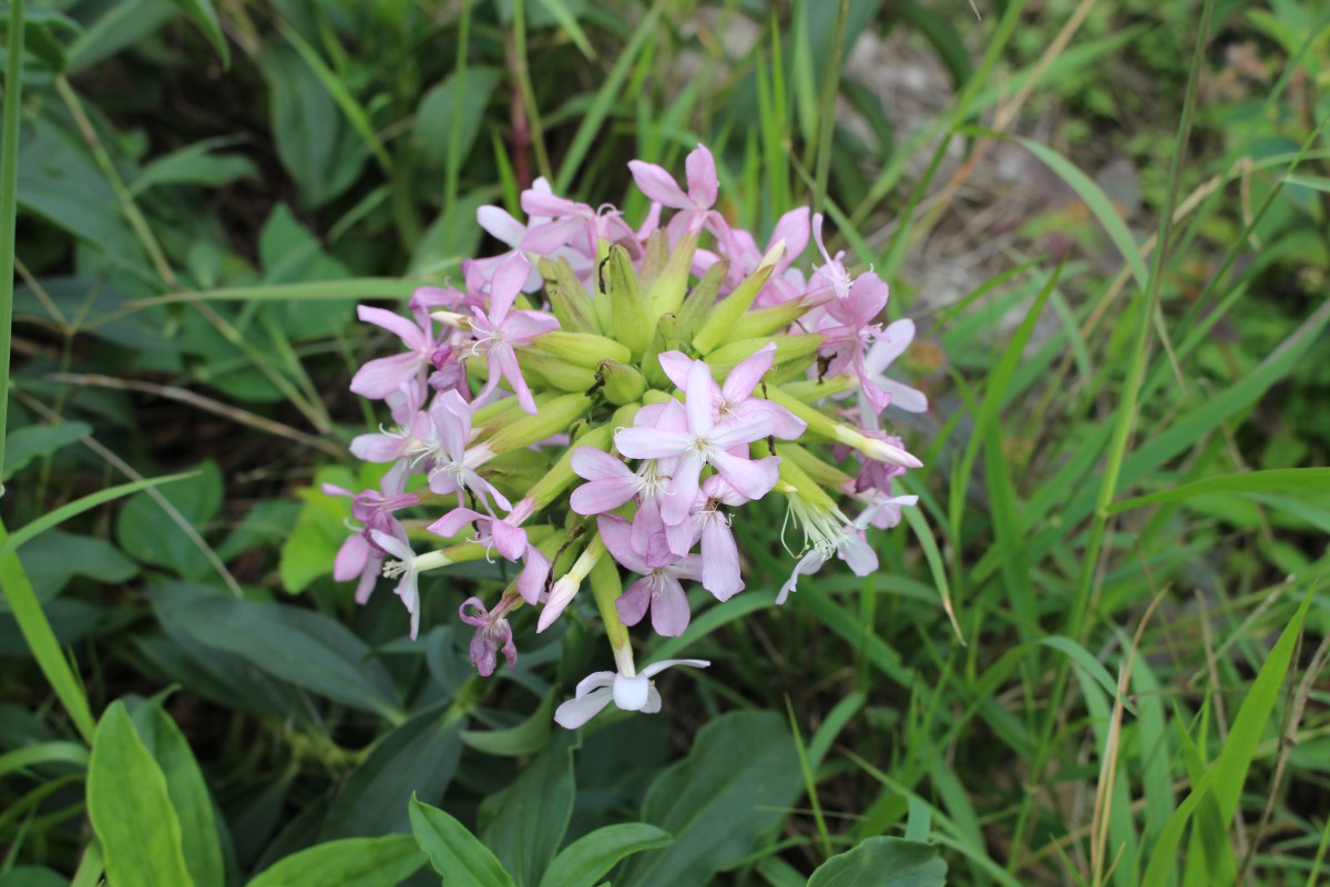 Verbena aristigera S.Moore